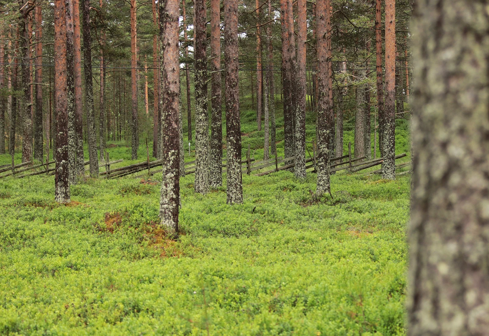 usassa panostetaan voimakkaasti kestavaan metsatalouteen